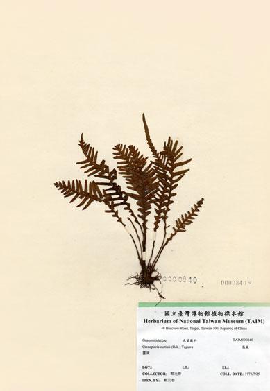 中文名：蒿蕨 (H000840)學名： em Ctenopteris curtisii (Bak.)  Copel. /em 