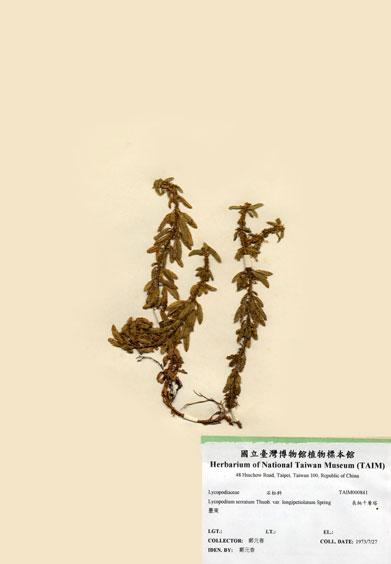 中文名：長柄千層塔 (H000841)學名： em Lycopodium serratum Thunb. var. longipetiolatum Spring /em 