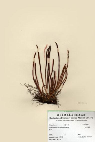 中文名：二條線蕨 (H000843)學名： em Drymotaenium miyoshianum Makino /em 