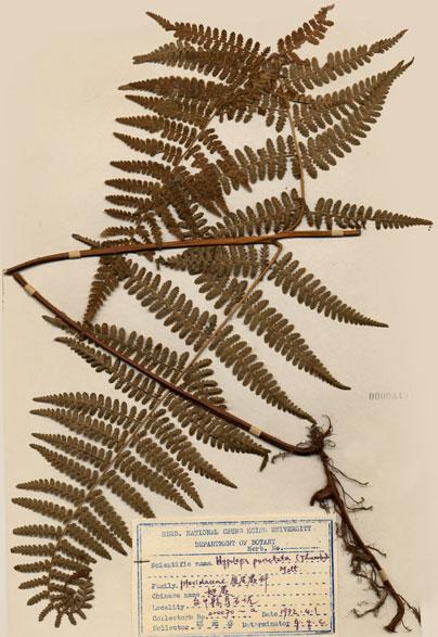 中文名：姬蕨 (H000849)學名： em Hypolepia punctata (Thunb.) Merr. /em 