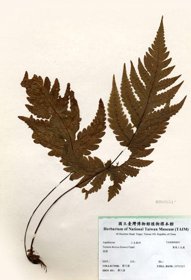 中文名：薄葉三叉蕨 (H000851)學名： em Tectaria devexa (Kunze) Copel. /em 