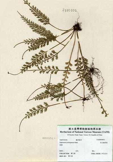 中文名：長生鐵角蕨 (H000852)學名： em Asplenium prolongatum Hook. /em 