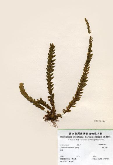 中文名：福氏石松 (H000855)學名： em Lycopodium hamiltonii Spring /em 