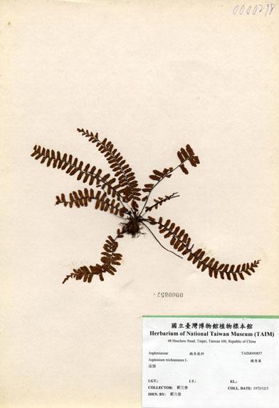 中文名：鐵角蕨 (H000857)學名： em Asplenium trichomanes L. /em 