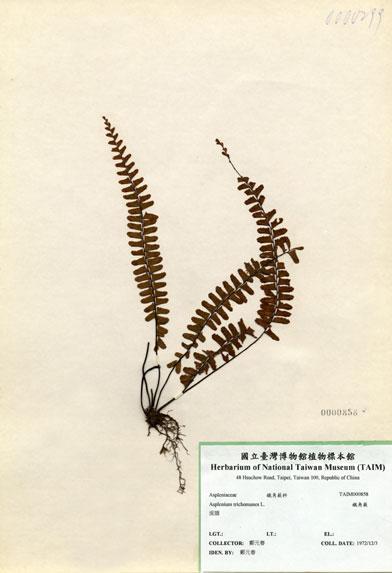 中文名：鐵角蕨 (H000858)學名： em Asplenium trichomanes L. /em 