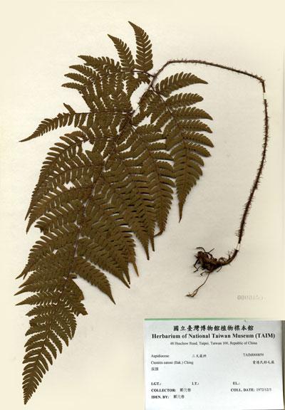 中文名：愛德氏肋毛蕨 (H000859)學名： em Ctenitis eatonii (Bak.) Ching /em 