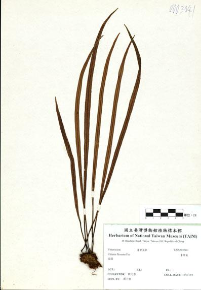 中文名：書帶蕨 (H000861)學名： em Vittaria flexuosa F?e /em 