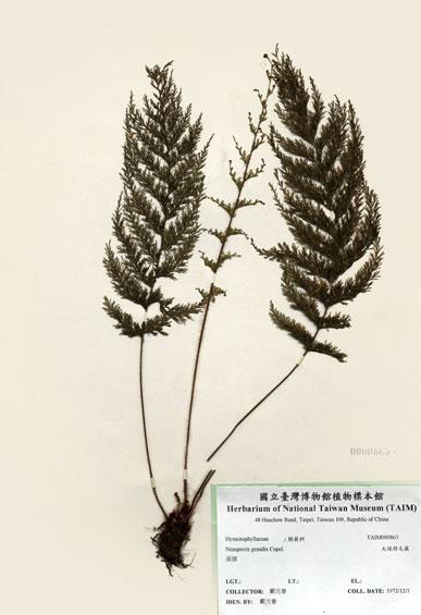 中文名：大球桿毛蕨 (H000863)學名： em Nesopteris grandis Copel. /em 