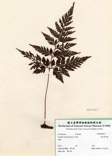 中文名：海州骨碎補 (H000867)學名： em Davallia mariesii Moore ex Bak. /em 