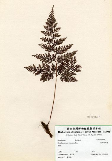 中文名：海州骨碎補 (H000869)學名： em Davallia mariesii Moore ex Bak. /em 