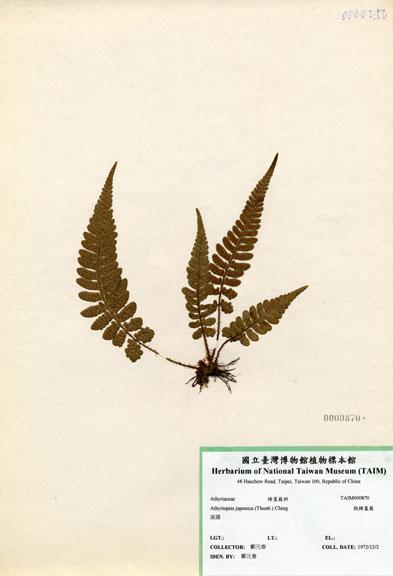 中文名：假蹄蓋蕨 (H000870)學名： em Athyriopsis japonica (Thunb.) Ching /em 