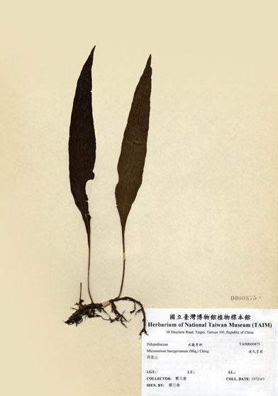 中文名：波氏星蕨 (H000875)學名： em Microsorium buergerianum (Miq.) Ching /em 