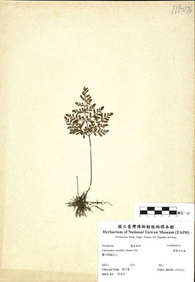 中文名：薄葉碎米蕨 (H000876)學名： em Cheilanthes tenuifolia (Burm.) Sw. /em 