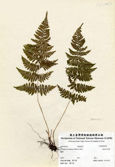 中文名：粗柄毛冷蕨 (H000907)學名： em Cystopteris tenuisecta (Blume) Mett. /em 