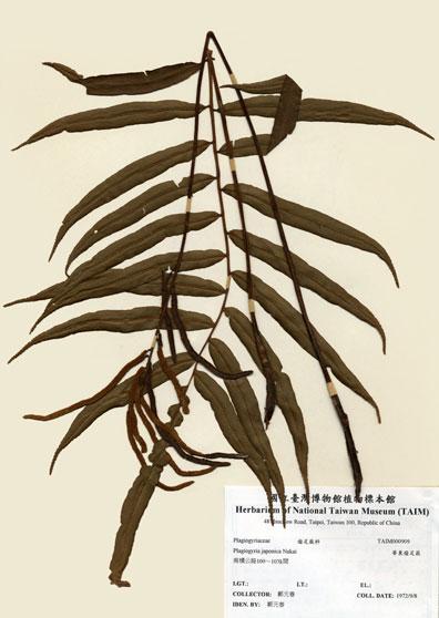 中文名：華東瘤足蕨 (H000909)學名： em Plagiogyria japonica Nakai /em 