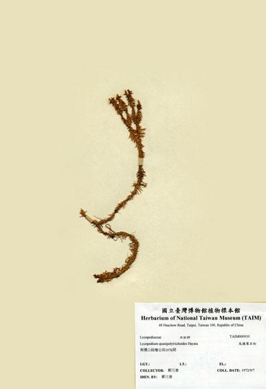 中文名：反捲葉石松 (H000910)學名： em Lycopodium quasipolytrichoides Hayata /em 