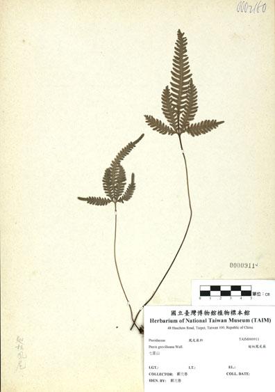 中文名：翅柄鳳尾蕨 (H000911)學名： em Pteris grevilleana Wall. ex J. Agardh /em 