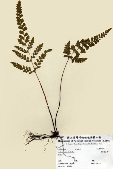 中文名：異葉陵齒蕨 (H000912)學名： em Lindsaea heterophylla Dry. /em 