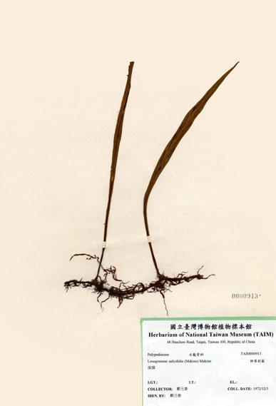 中文名：柳葉劍蕨 (H000913)學名： em Loxogramme salicifolia (Makino) Makino /em 