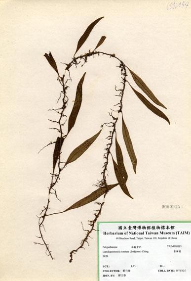 中文名：骨牌蕨 (H000915)學名： em Lepidogrammitis rostrata (Beddome) Tagawa /em 