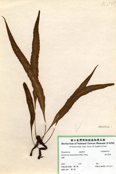 中文名：波氏星蕨 (H000916)學名： em Microsorium buergerianum (Miq.) Ching /em 