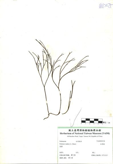 中文名：松葉蕨 (H000918)學名： em Psilotum nudum (L.) Beauv. /em 