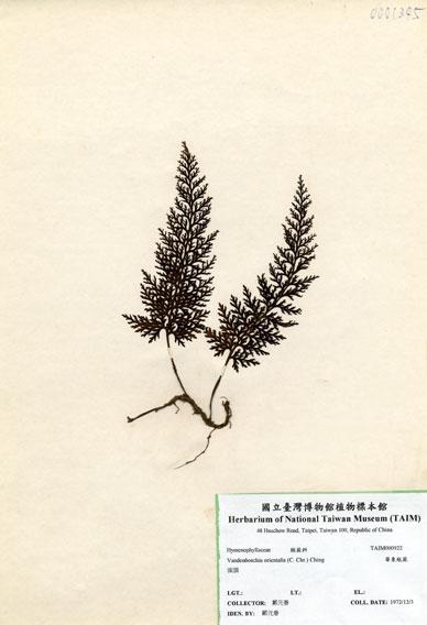 中文名：華東瓶蕨 (H000922)學名： em Vandenboschia orientalis (C. Chr.) Ching /em 