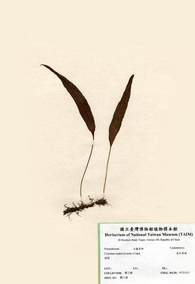 中文名：恩氏茀蕨 (H000924)學名： em Crypsinus engleri (Luerss.) Copel. /em 