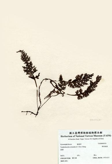 中文名：華東瓶蕨 (H000930)學名： em Vandenboschia orientalis (C. Chr.) Ching /em 