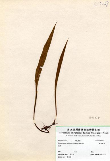 中文名：柳葉劍蕨 (H000931)學名： em Loxogramme salicifolia (Makino) Makino /em 