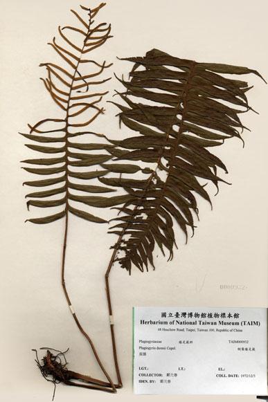 中文名：倒葉瘤足蕨 (H000932)學名： em Plagiogyria dunnii Copel. /em 
