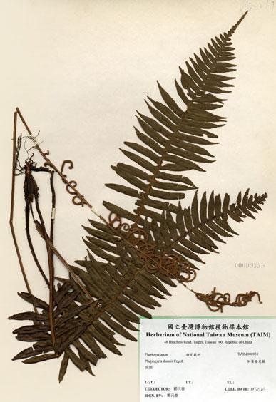 中文名：倒葉瘤足蕨 (H000933)學名： em Plagiogyria dunnii Copel. /em 