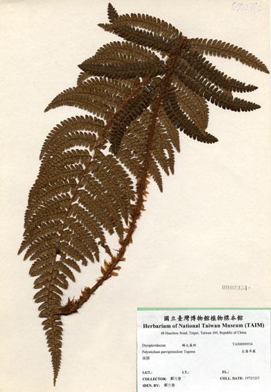 中文名：尖葉耳蕨 (H000934)學名： em Polystichum parvipinnulum Tagawa /em 