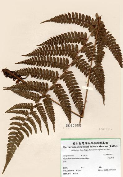 中文名：二尖耳蕨 (H000935)學名： em Polystichum biaristatum (Blume) Moore /em 