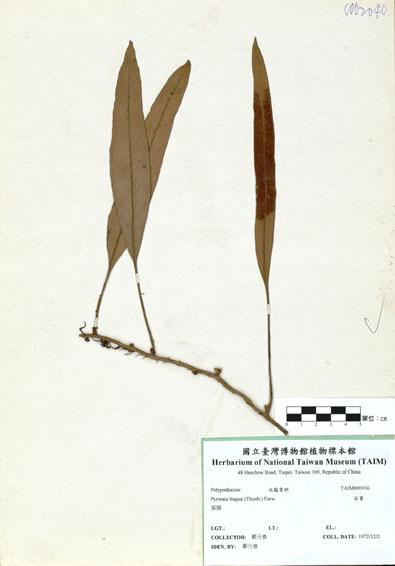 中文名：石葦 (H000936)學名： em Pyrrosia linga (Thunb.) Farw. /em 