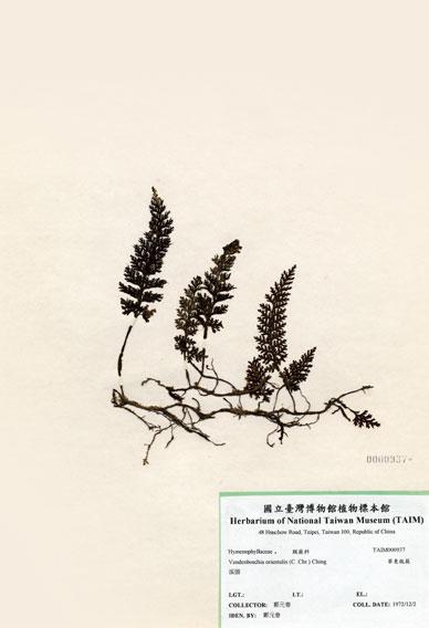 中文名：華東瓶蕨 (H000937)學名： em Vandenboschia orientalis (C. Chr.) Ching /em 