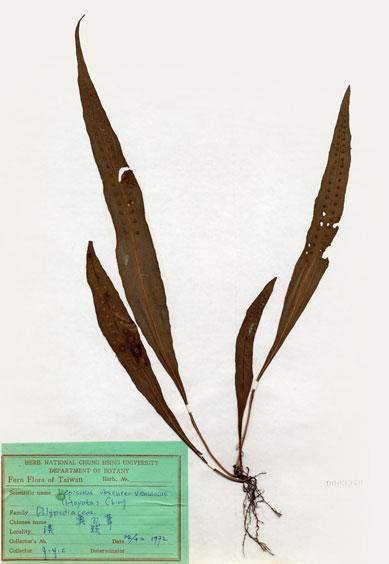 中文名：奧瓦葦 (H000940)學名： em Lepisorus obscure-venulosus (Hayata) Ching /em 
