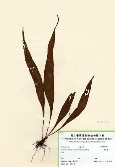 中文名：奧瓦葦 (H000941)學名： em Lepisorus obscure-venulosus (Hayata) Ching /em 