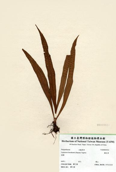 中文名：鱗瓦葦 (H000942)學名： em Leposorus kawakamii (Hayata) Tagawa /em 