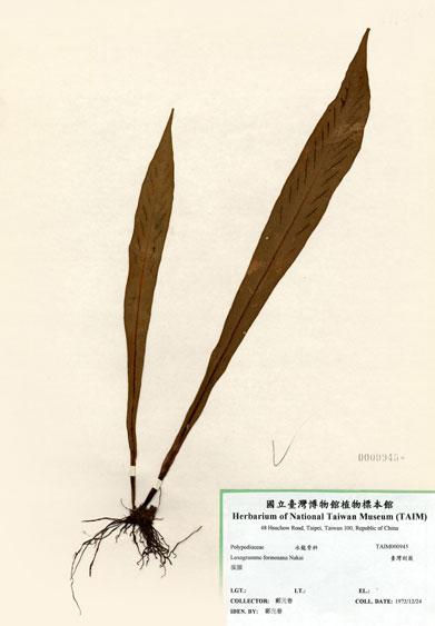 中文名：臺灣劍蕨 (H000945)學名： em Loxogramme formosana Nakai /em 