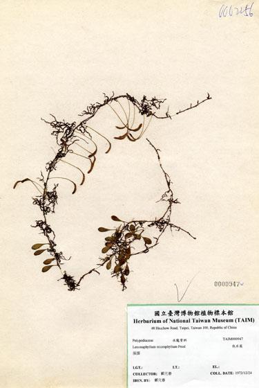 中文名：伏石蕨 (H000947)學名： em Lemmaphyllum microphyllum Presl /em 