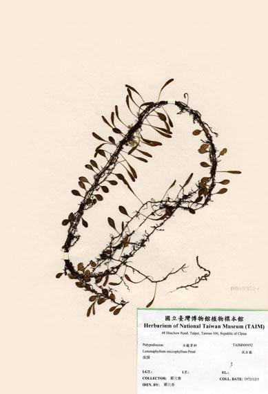 中文名：伏石蕨 (H000952)學名： em Lemmaphyllum microphyllum Presl /em 