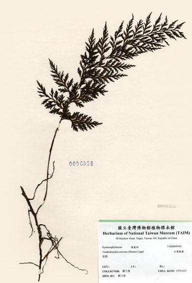 中文名：大葉瓶蕨 (H000956)學名： em Vandenboschia maxima (Blume) Copel. /em 
