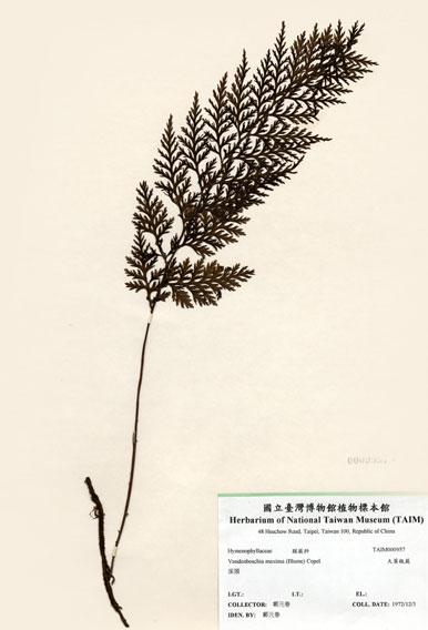 中文名：大葉瓶蕨 (H000957)學名： em Vandenboschia maxima (Blume) Copel. /em 