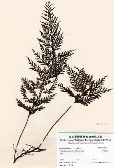 中文名：大葉瓶蕨 (H000958)學名： em Vandenboschia maxima (Blume) Copel. /em 