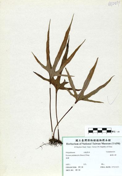 中文名：槭葉石葦 (H000959)學名： em Pyrrosia polydactylis (Hance) Ching /em 