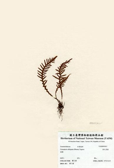 中文名：密毛蒿蕨 (H000963)學名： em Ctenopteris obliquata (Blume) Copel. /em 