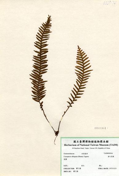 中文名：密毛蒿蕨 (H000964)學名： em Ctenopteris obliquata (Blume) Copel. /em 