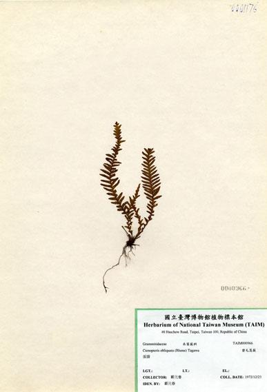 中文名：密毛蒿蕨 (H000966)學名： em Ctenopteris obliquata (Blume)  Copel. /em 