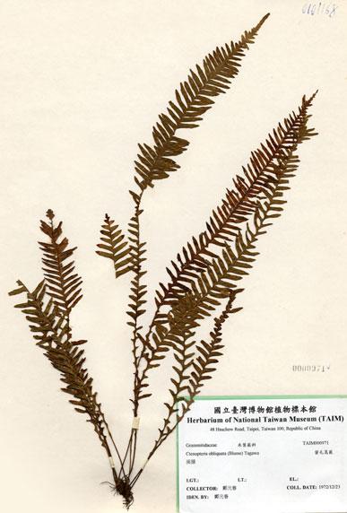 中文名：密毛蒿蕨 (H000971)學名： em Ctenopteris obliquata (Blume) Copel. /em 